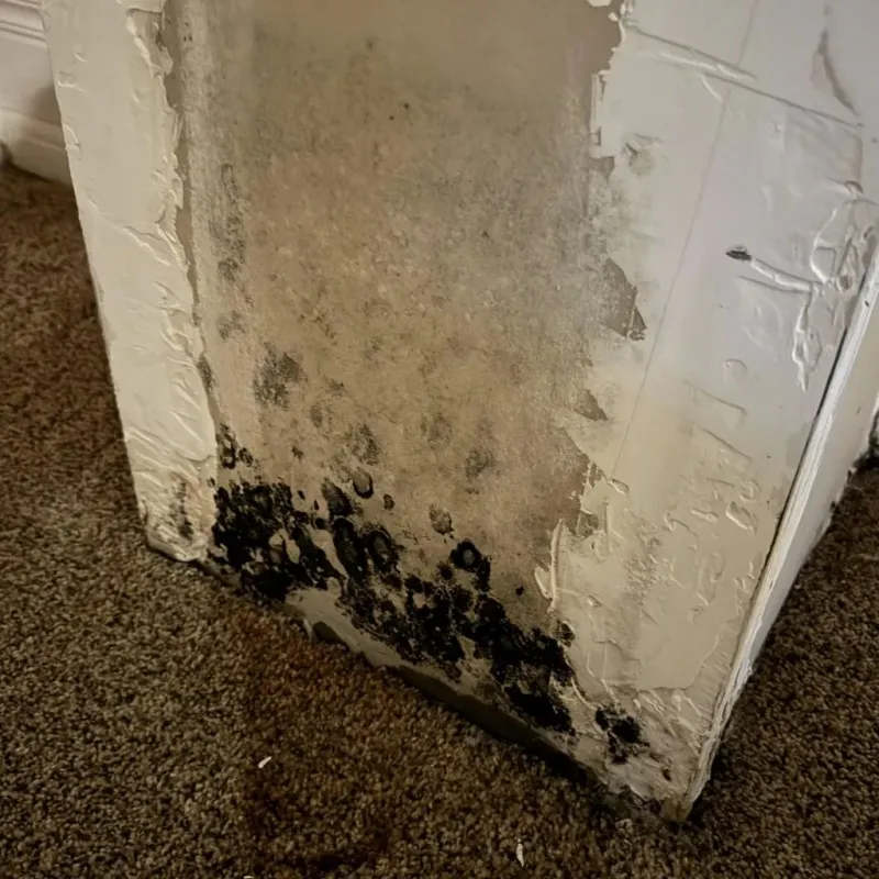 Professional Mold Removal in Newton, NH
